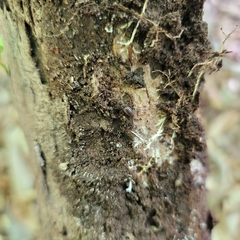 Onomeris