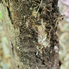 Onomeris