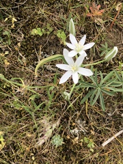 Ornithogalum sintenisii