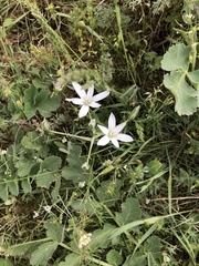 Ornithogalum sintenisii