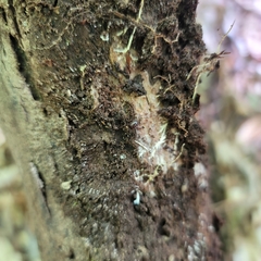 Onomeris