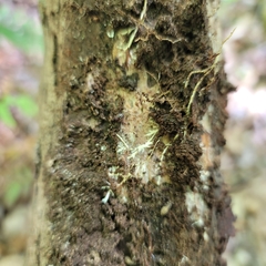 Onomeris