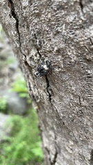 Eucryptorrhynchus brandti