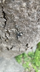 Eucryptorrhynchus brandti