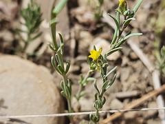 Linaria simplex