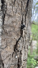 Eucryptorrhynchus brandti