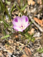Clarkia williamsonii