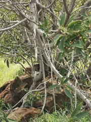 Ficus ingens