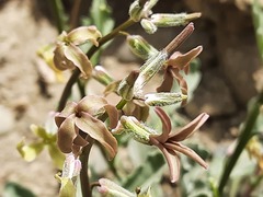 Matthiola daghestanica