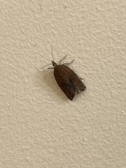 Argyrotaenia franciscana