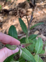 Pterocaulon pycnostachyum