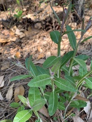 Pterocaulon pycnostachyum