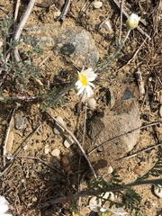 Anthemis ruthenica