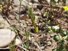 Gypsophila elegans