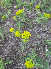 Euphorbia cyparissias