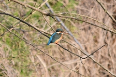 Alcedo atthis