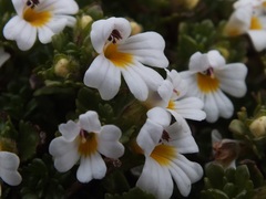 Euphrasia petriei