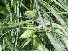 Pseudopodospermum molle