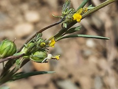 Linaria simplex