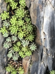 Sedum hispanicum