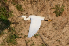 Egretta garzetta