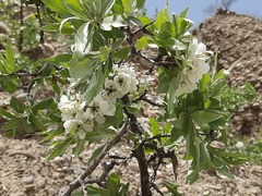 Pyrus salicifolia