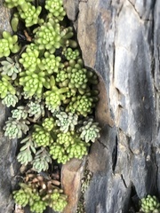 Sedum hispanicum