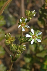 Horkelia cuneata puberula