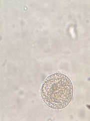 Thalassiosirales