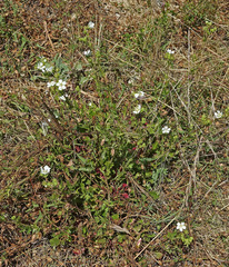 Horkelia cuneata puberula