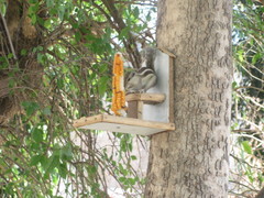 Funambulus pennantii