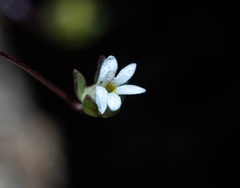 Nemacladus sigmoideus