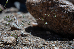 Nemacladus sigmoideus