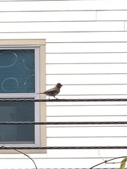 Haemorhous mexicanus