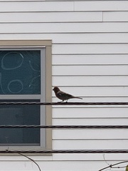 Haemorhous mexicanus