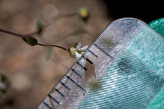 Nemacladus sigmoideus