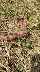 Rehmannia glutinosa