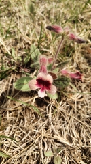 Rehmannia glutinosa