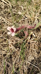 Rehmannia glutinosa