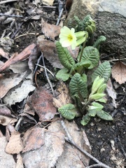 Primula cordifolia