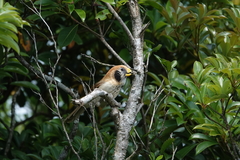 Paradoxornis guttaticollis