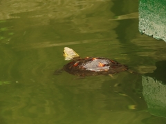 Cuora flavomarginata