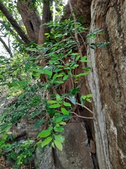 Huberantha