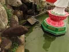 Cuora flavomarginata