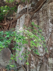 Huberantha