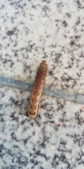 Noctua