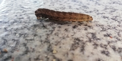 Noctua