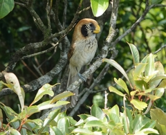 Paradoxornis guttaticollis