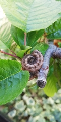 Noctua