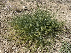 Acmispon procumbens procumbens